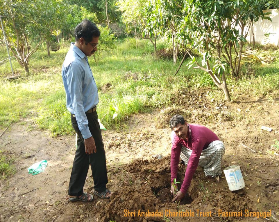 arubadai trust